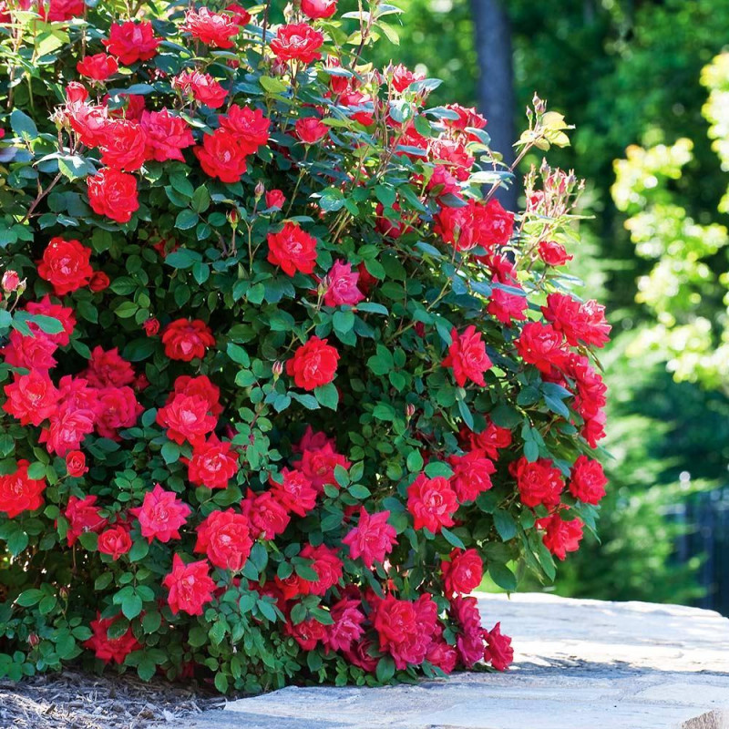 Double Knock Out Rose