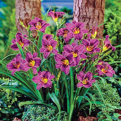 Purple Doro Daylily