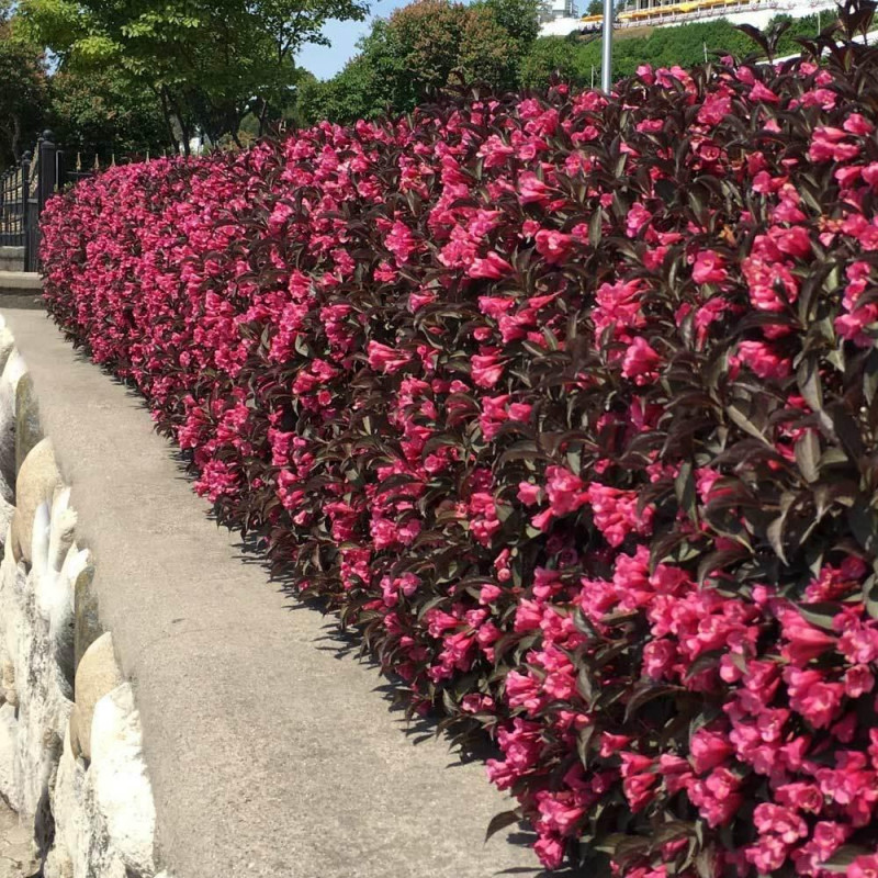 Wine Rose Weigela
